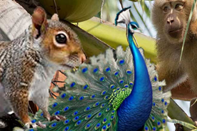 ජාතික සත්ත්ව සංගණන වාර්තාව එළියට