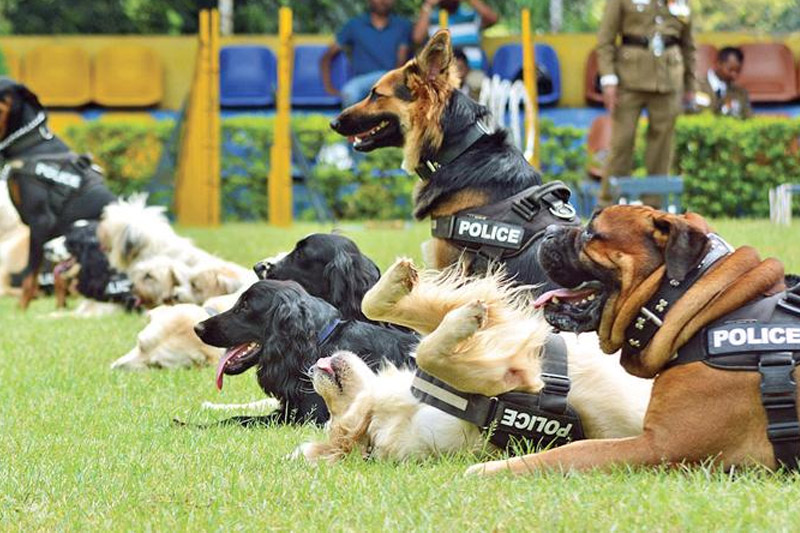 පාසල් මත්ද්‍රව්‍ය සෝදිසි මෙහෙයුම් සඳහා පොලිස් සුනඛ සහය